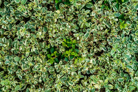 Green and white leaves wall background