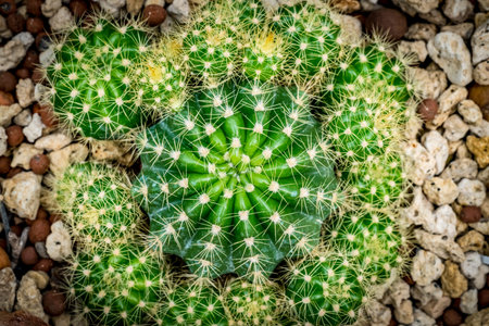 Green cactus on small gravelの写真素材