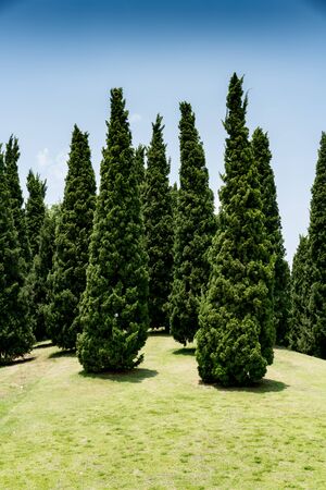 Green pine trees on small hill  in the parkの写真素材