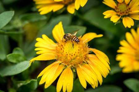 Yellow flowers with bee on green leaves background