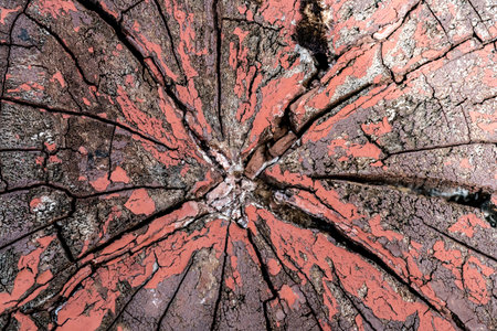 Tree cross section texture