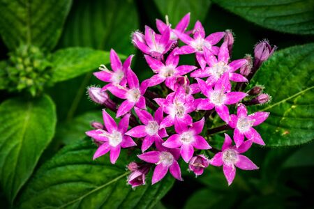Pink flowers on green leaves backgroundの写真素材