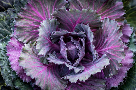 Top view of Purple lettuce background