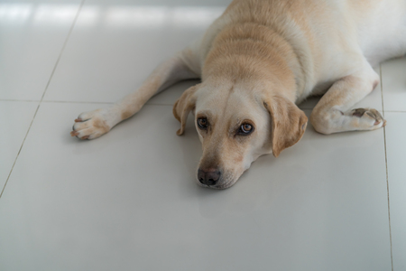 White dog on tiles floorの写真素材