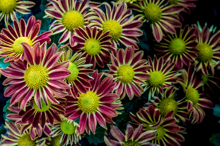 Image of red chrysanthemum flowersの写真素材