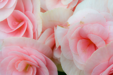 Beautiful Pink begonia with blurred green leavesの写真素材