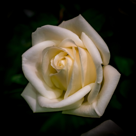 White rose on blurred green leaves backgroundの写真素材