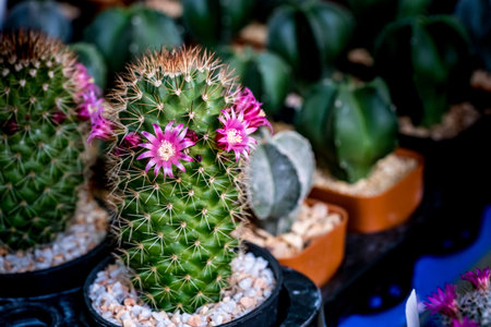 Pink Flower of green cactus