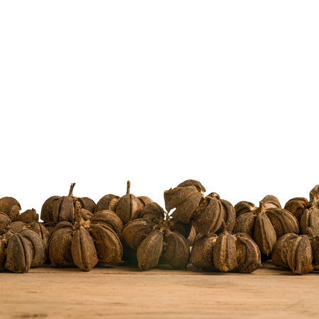 Image of sacha inchi peanut seed on white backgroundの写真素材