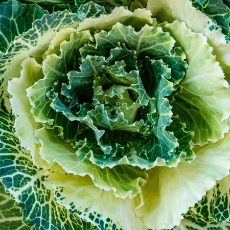 Closeup Top view of green cabbageの写真素材