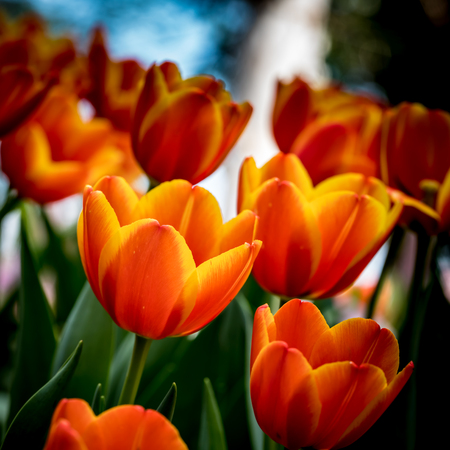 Colorful of tulip on blur backgroundの写真素材