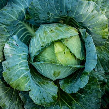 Top view of green lettuce background