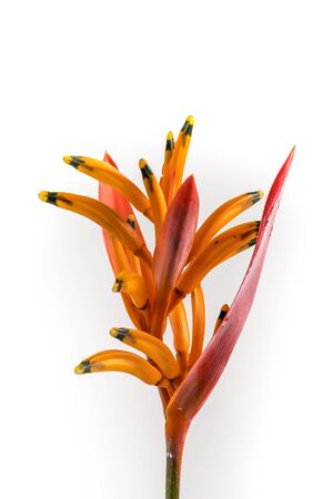 Tropical heliconia flower (Heliconia stricta) on white  backgroundの写真素材