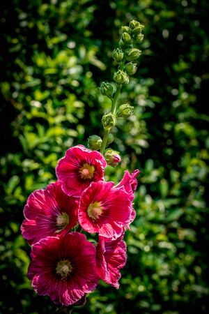 Magenta flowers on green leaves backgroundの写真素材