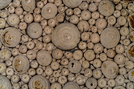 Tree cross section texture patternの写真素材