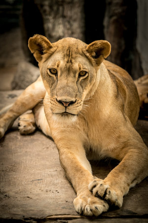 Image of Lioness, Female lionの写真素材