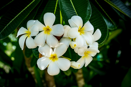 White Plumeria with cobweb on green leaves backgroundの写真素材