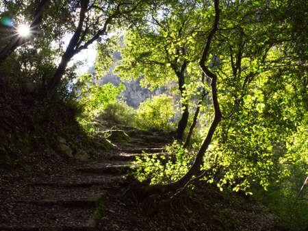 Sunny hiking path within green treesの写真素材