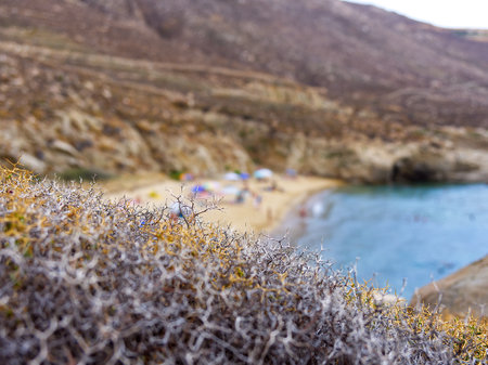 Grass over beach in aegean islandの写真素材