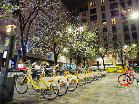 Rental bikes parking under blooming trees, Milan, Italyの写真素材