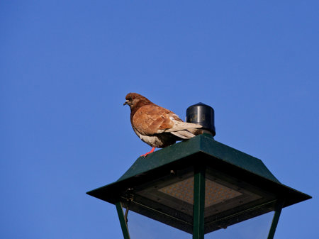 Pigeon telephoto in clear sky, Athens, Greeceの写真素材