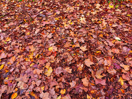 Autumn tree leafs full frame arrangement backgroundの写真素材
