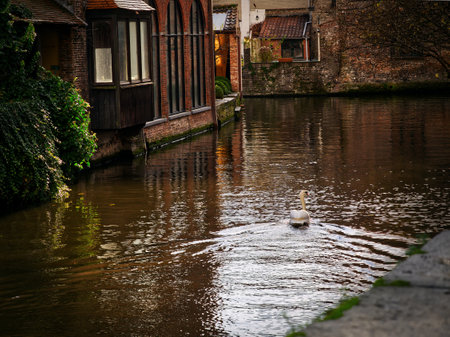 Swan swimming in medieval canals, Bruges, Belgiumの写真素材