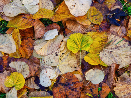 Colorful fall yellow leaves as backgroundの写真素材