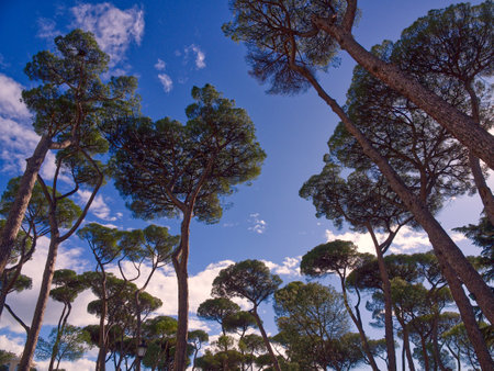 Tree high angle view in Villa Borghese gardens, Rome, Italyの写真素材