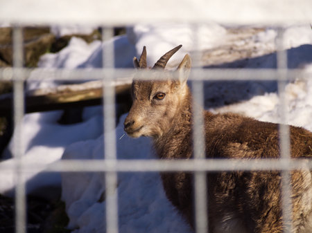 Austrian alpine little goat close upの写真素材