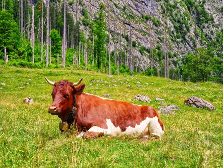 Cow sitting upon grass in daylight