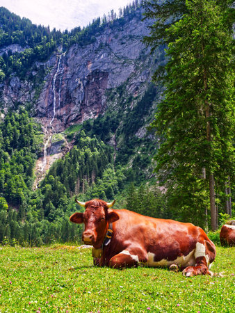 Cow sitting upon grass in daylightの写真素材
