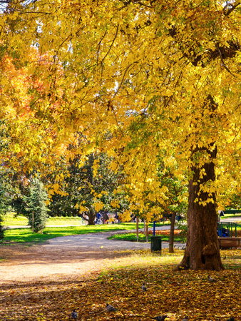 Maple yellow tree in public park in sunny dayの写真素材