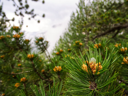 Pine tree blossom close up in forest. High quality photoの写真素材