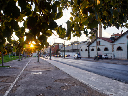 The sun is shining through the trees. City asphalt road and nearby buildings in view. Athens, Greeceの写真素材