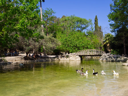 Botanical garden lake with ducks in view under a sunny day, Athens, Greeceの写真素材
