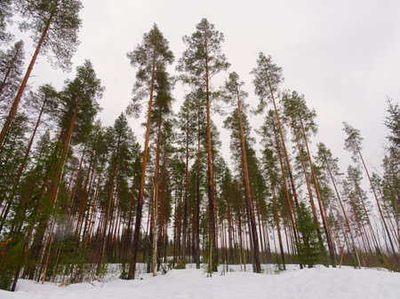 Low angle view of pine tree forest. Cloud sky and snow in view. Winter in Finland.の写真素材