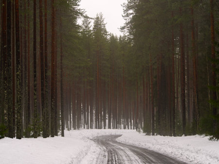 Road through the misty forest with snow landscapeの写真素材