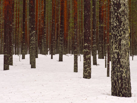 Tree trunks in the forest close view with snowの写真素材