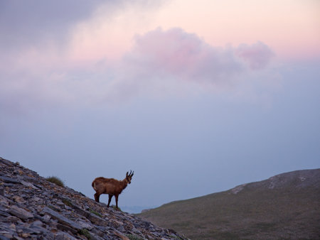 Chamois standing on rocks with mountain view. Muses plateau, Olympus mountain, Greeceの写真素材