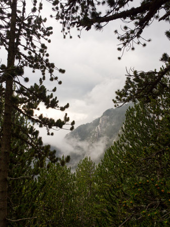 Forest mountains framed by evergreen trees. High quality photoの写真素材
