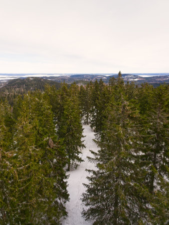 Snow forest drone high angle view. High quality photoの写真素材