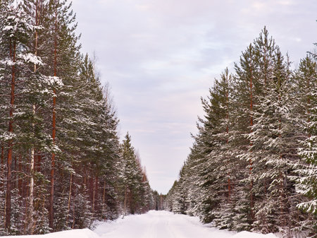 Snowcapped road through the forest full of pine trees formed symmetricalの写真素材