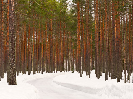 Winding road through the forest with snow landscape.の写真素材