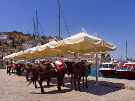 Transport mules at the port of Hydra island, Saronic Gulf, Greeceの写真素材