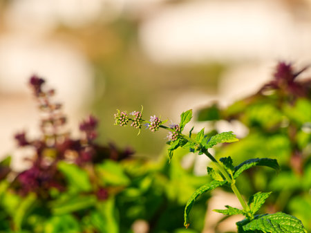Mint branch close-up in sunset colours. High quality photoの写真素材