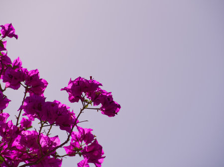 Pink backlit bougainvillea background with copy spaceの写真素材
