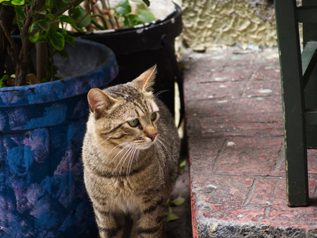A gray tabby cat sits alertly on a brick patio next to a blue planter and potted plants.の写真素材