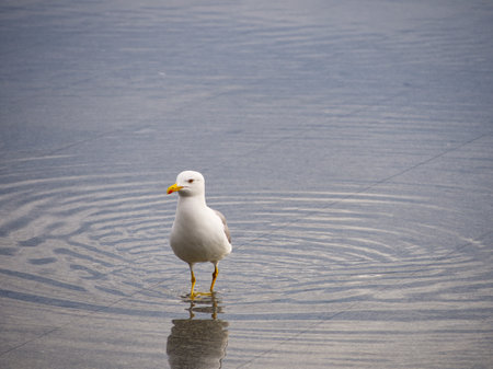 A white seagull stands in shallow water, creating circular ripples around its feet on a calm surface.の写真素材