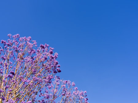 Vibrant purple flowers on branches contrasting with a bright, cloudless blue sky in springtime.の写真素材